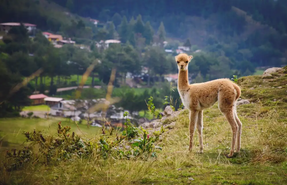 Poznávací Zájezd Peru